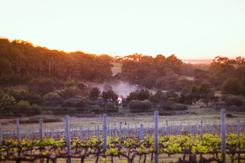 Cabernet Vineyard