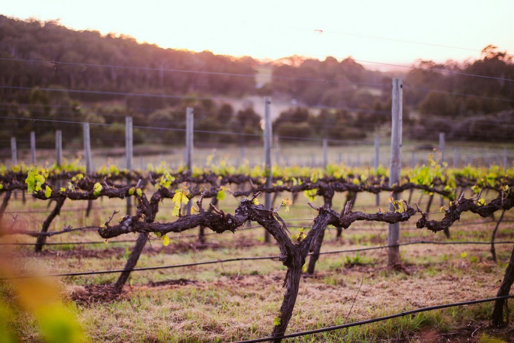 Cabernet Vineyard - Old Block
