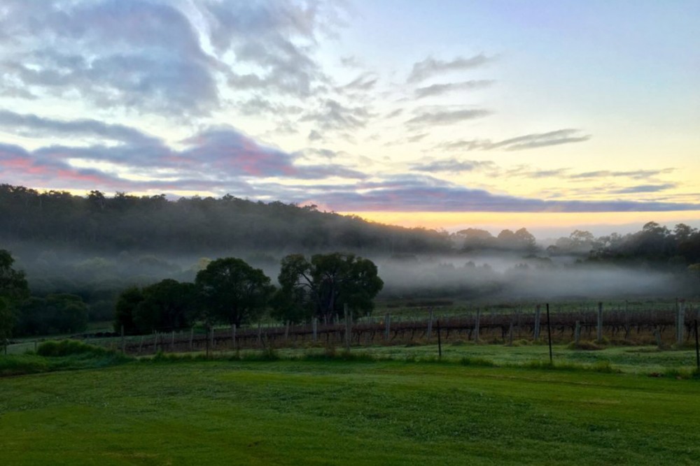 Early morning mist over our old block cabernet