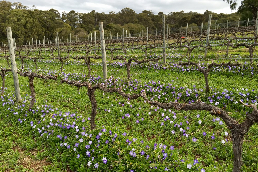 Vineyard Flowers